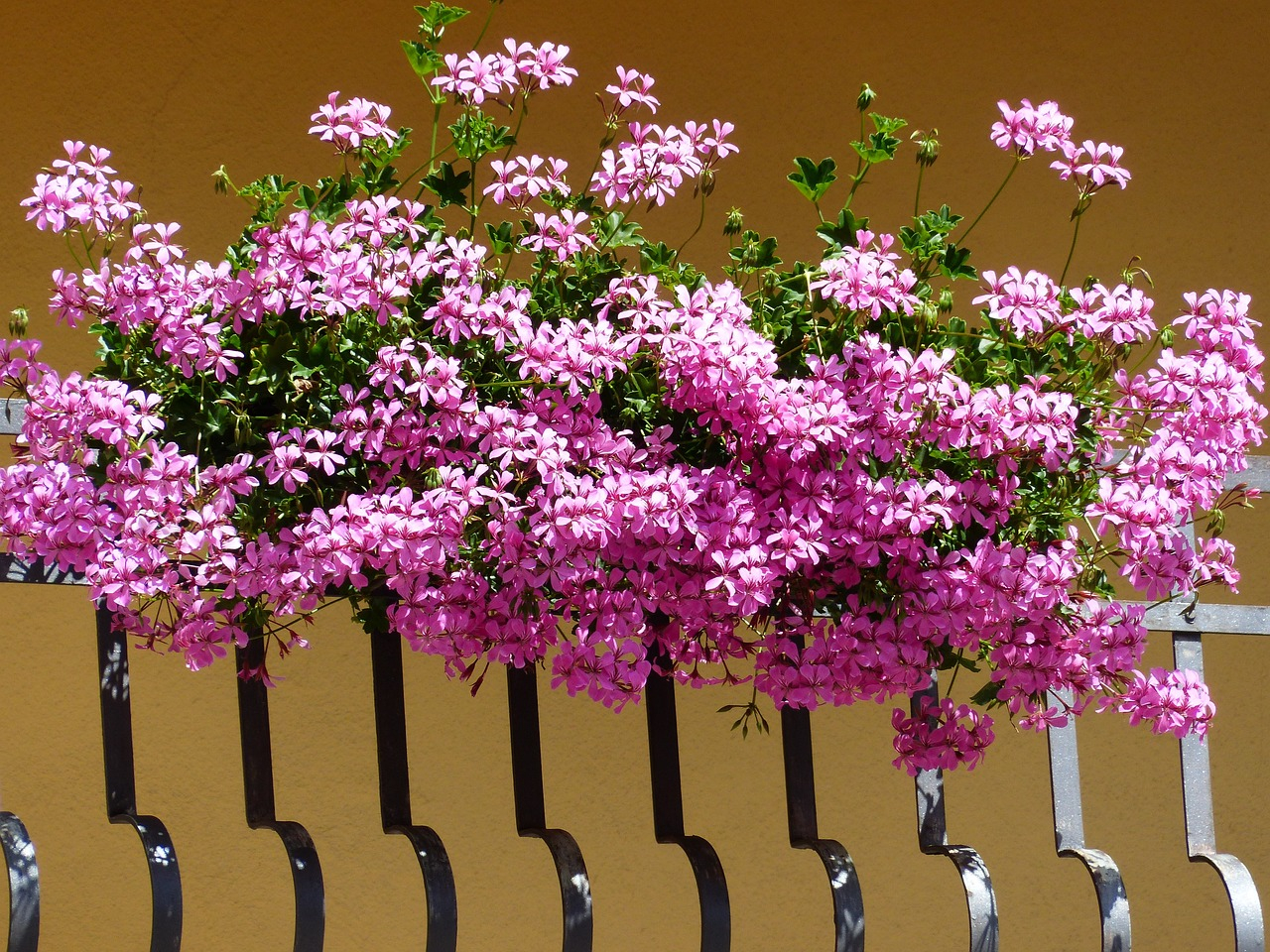 pelargonie