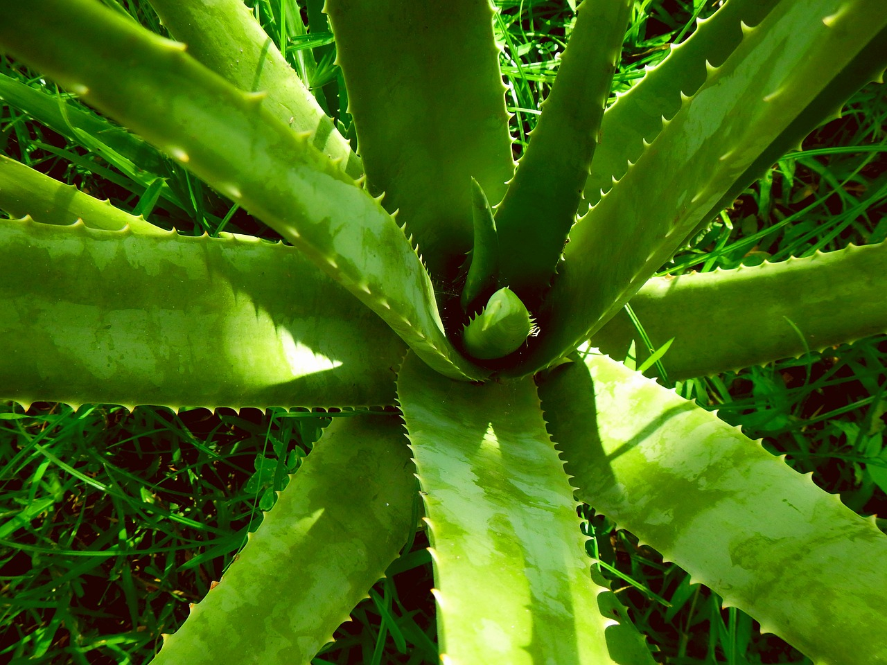 Aloes